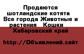 Продаются шотландские котята - Все города Животные и растения » Кошки   . Хабаровский край